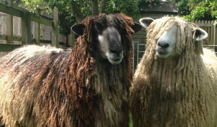    Две культовые британские породы овец добавлены в список «приоритетных» для разведения