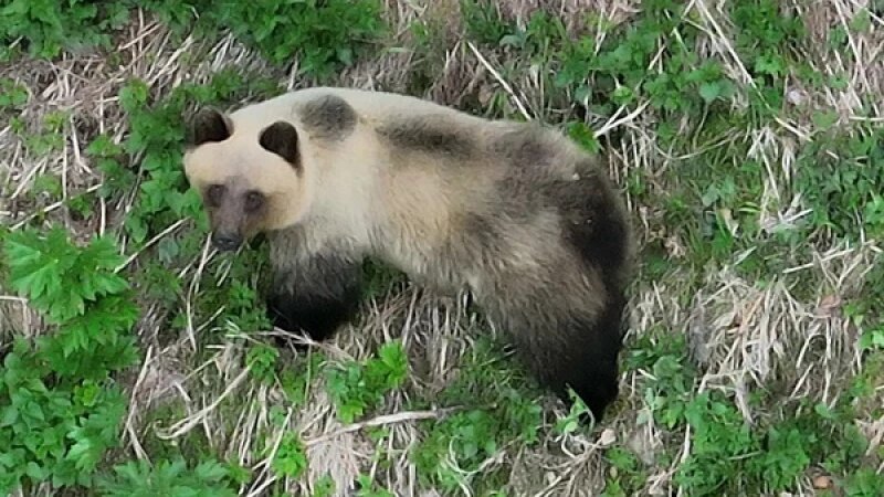     Медведь в тайге. vk.com/altzapovednik