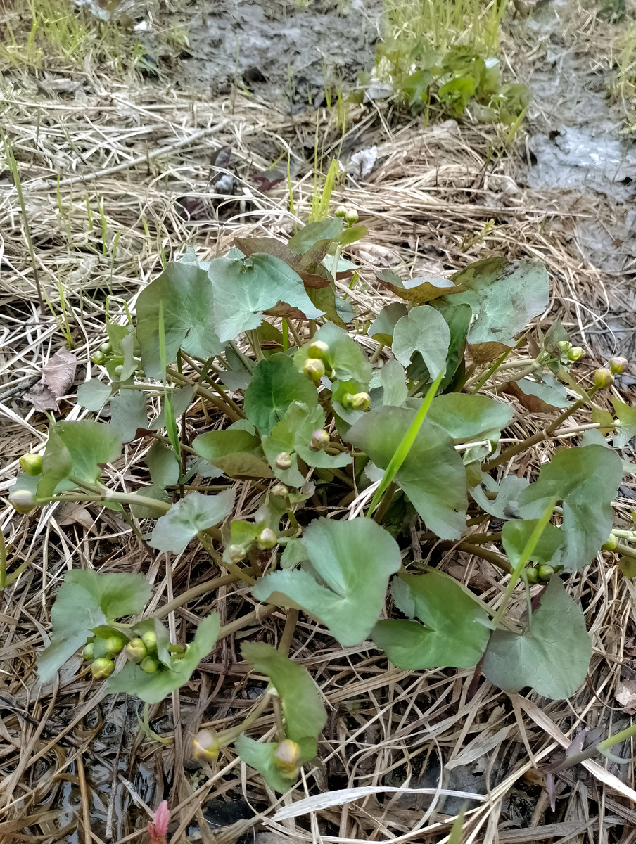 Единственная фотография которую я успел запечатлеть.