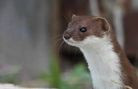 Фото из ресурса Дикая природа России