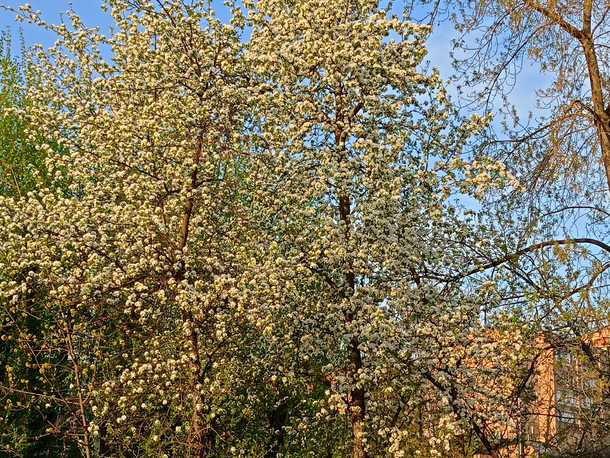 Уже цвести всё начало.  Несколько дней назад были голые деревья. А две недели назад лежал снег. 