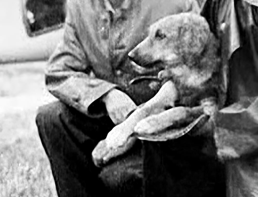 ЗИБ – запасной исчезнувшего Бобика.