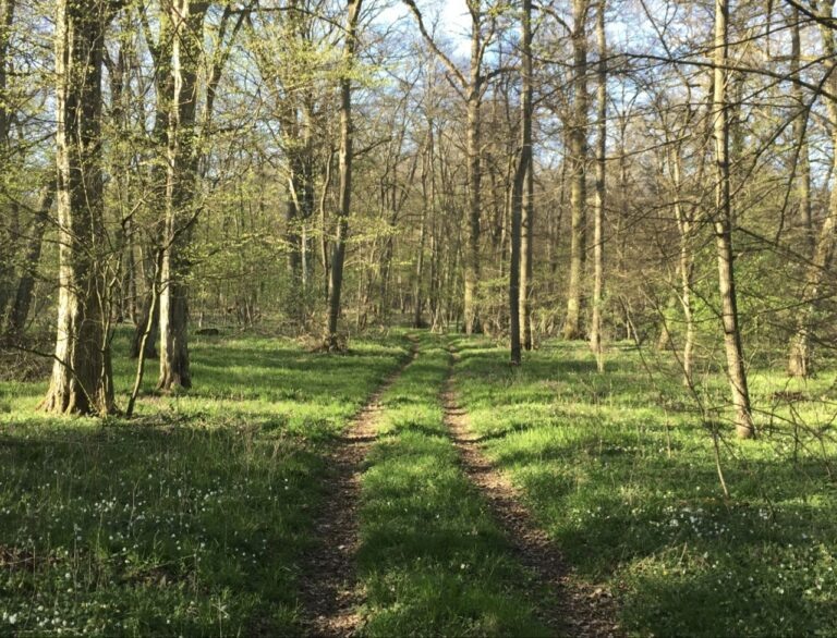    Фото: wiki Commons/Daryna Velihora cat/CC BY-SA 4.0 Игорь Бережной