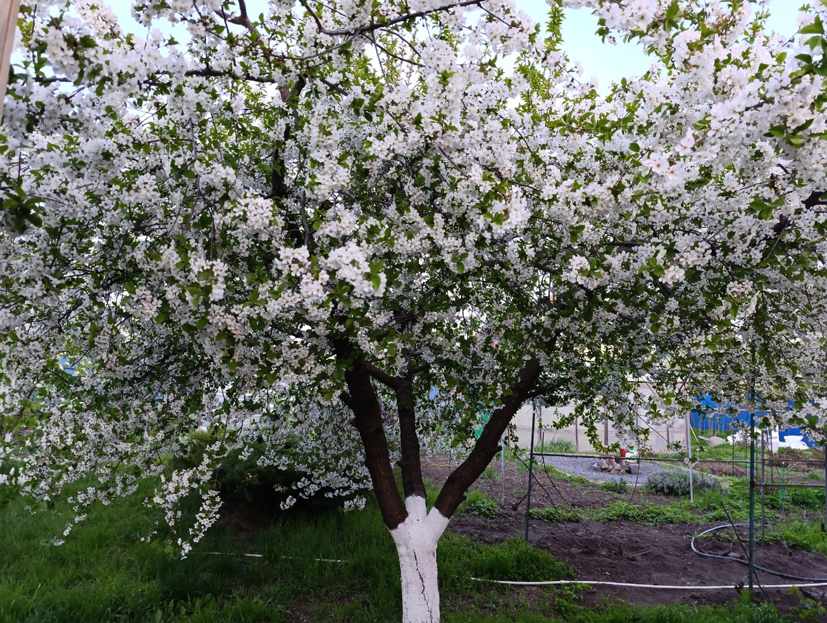 Вишня цветет в моем саду. Фото автора канала Птичка Степная
