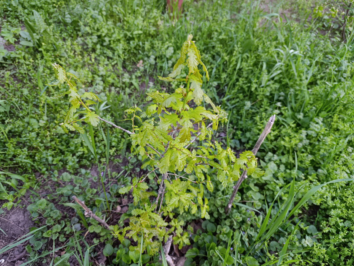 Этот дубочек посадил мой внук, нашёл жёлудь и посадил, уже лет шесть прошло, медленно растёт Фото автора канала Птичка Степная