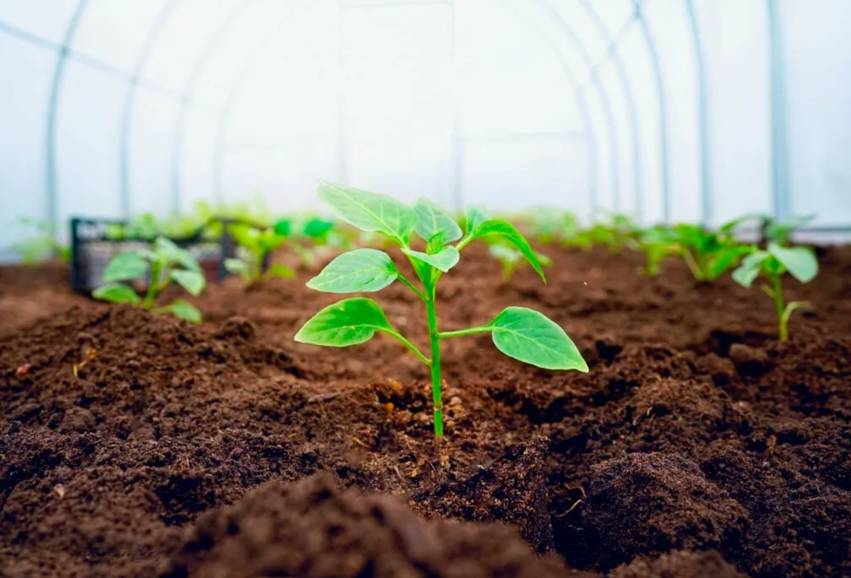 Источник фото: dzen