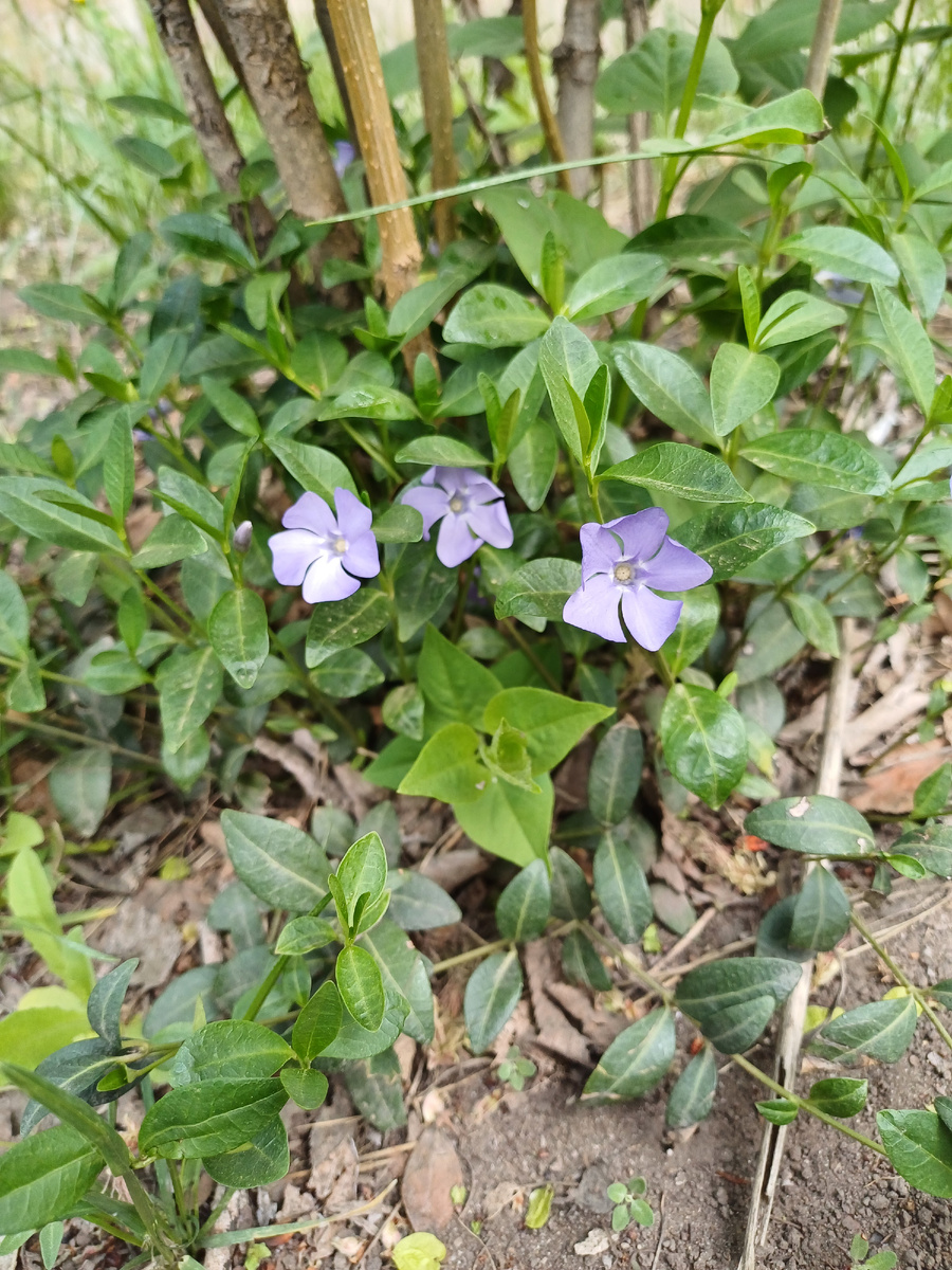Барвинок малый. Спросила у умной камеры 😅