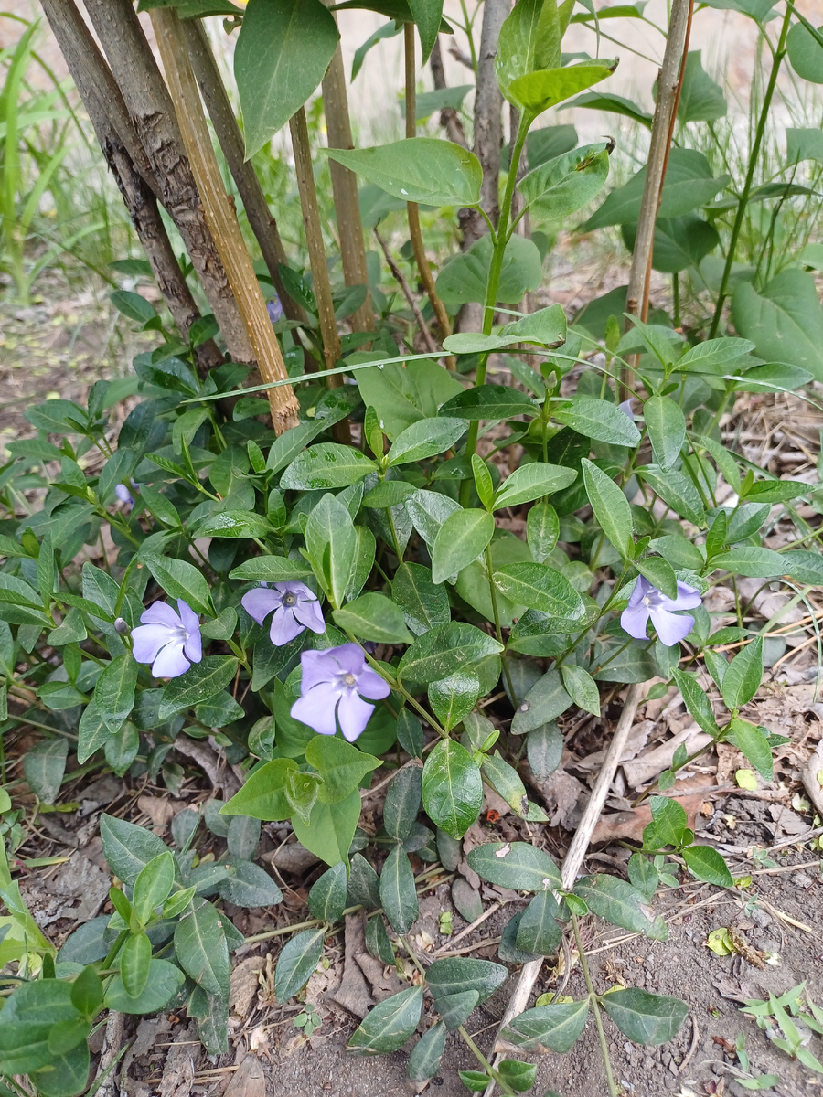 Барвинок малый