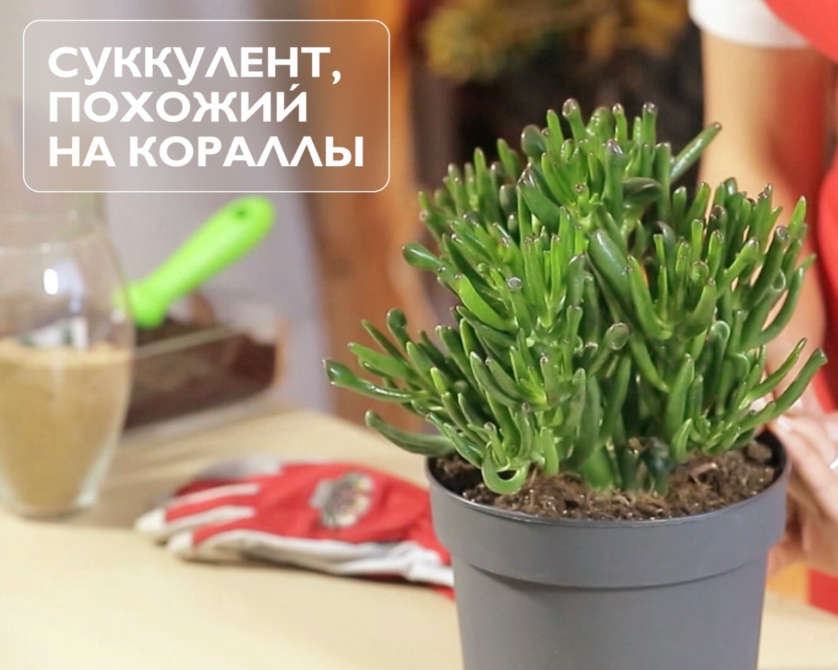 Фото: © программа «Ура Бобру!» / телеканал «Бобёр»