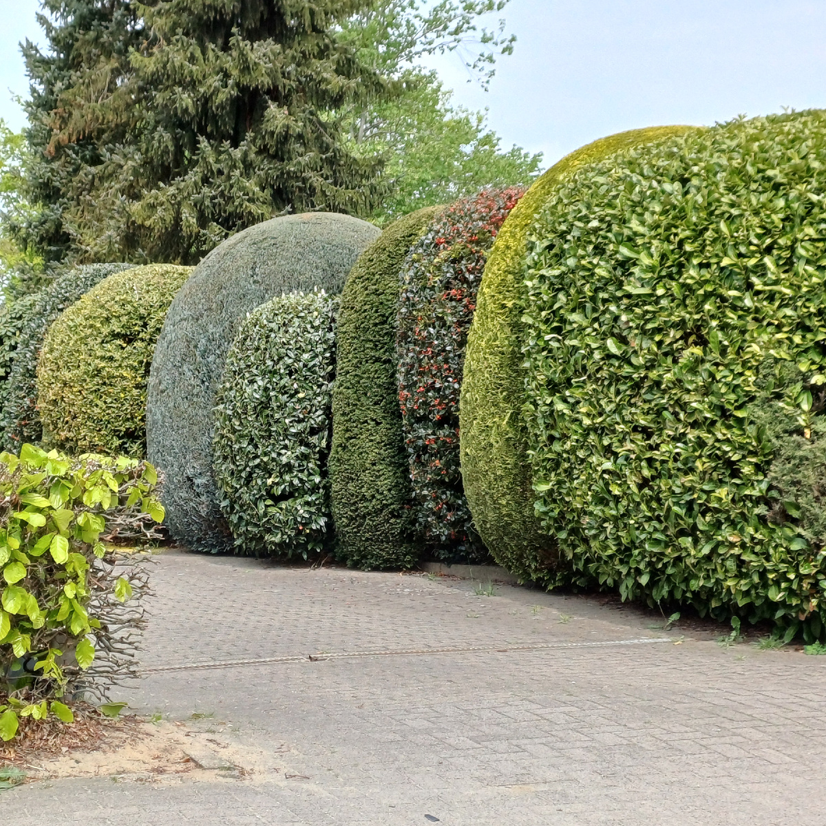 По дороге к озеру.  Симпатичные ,,причёски".