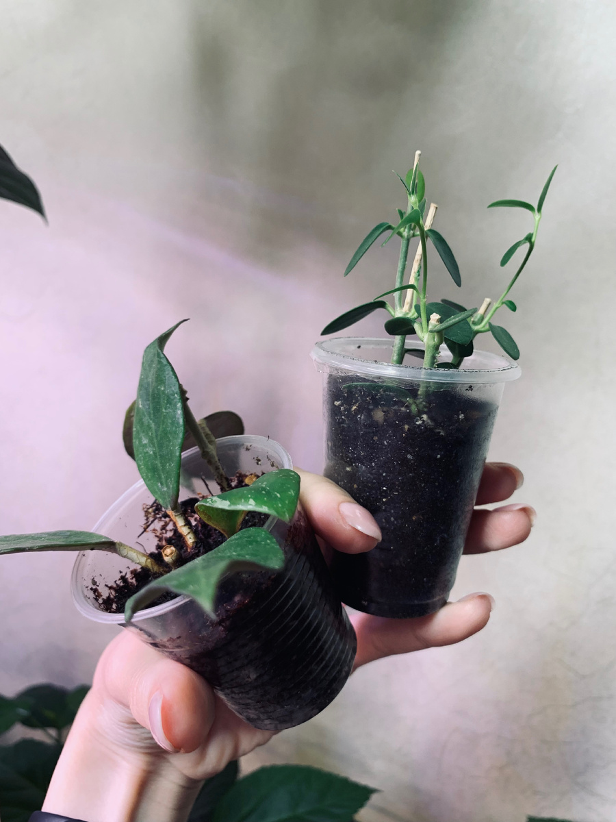 Они не продаются. Наращивают корни и листья.