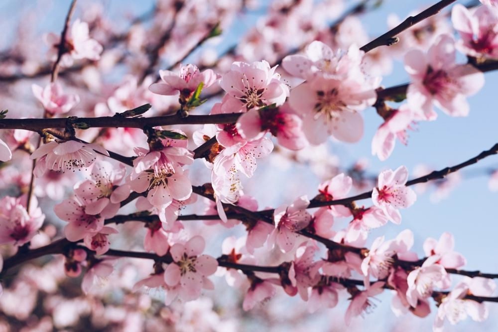 Цветение абрикосового сада — это магия