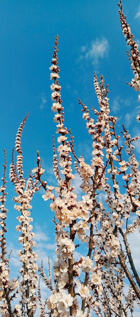 Цветы абрикоса — не просто символ весны 