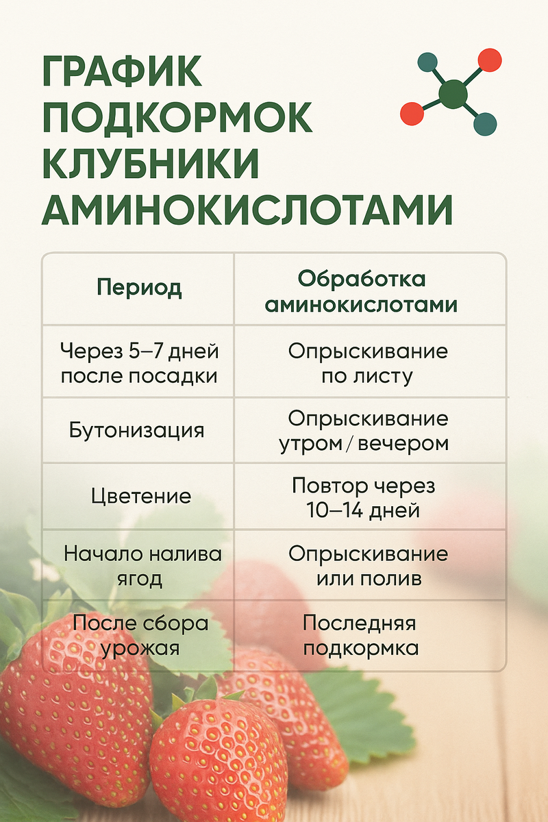 График подкормки клубники аминокислотами