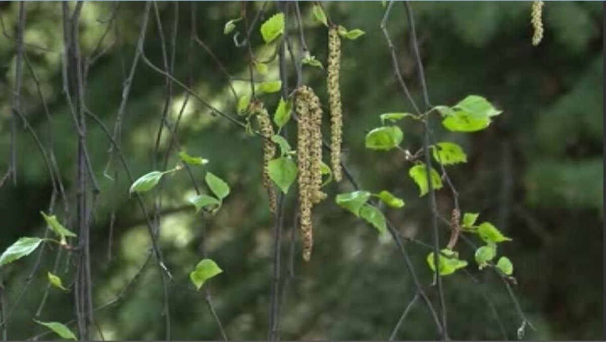    Цветение деревьев вызвало резкий всплеск аллергии у курян