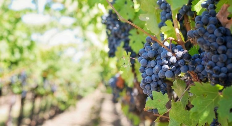    Итальянцы потратили тысячи лет на совершенствование выращивания винограда