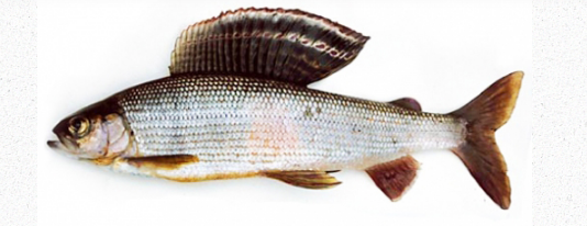 АМУРСКИЙ ХАРИУС (Thymallus arcticus)