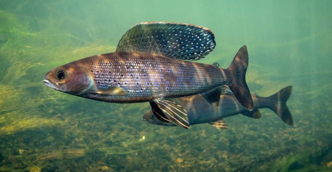 АЛЯСКИНСКИЙ ХАРИУС (Thymallus arcticus signifer) 