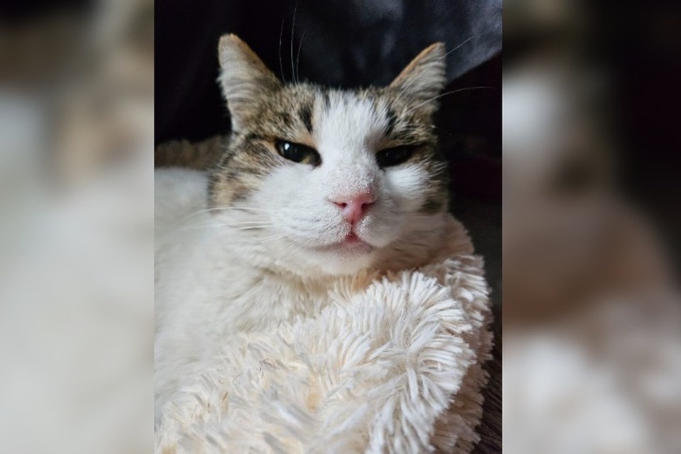    Муся попала в хорошие руки. Фото: Ветеринарная служба Ялта/Tg