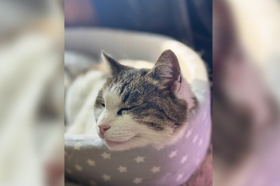    У мурлыки есть все для безоблачного счастья. Фото: Ветеринарная служба Ялта/Tg