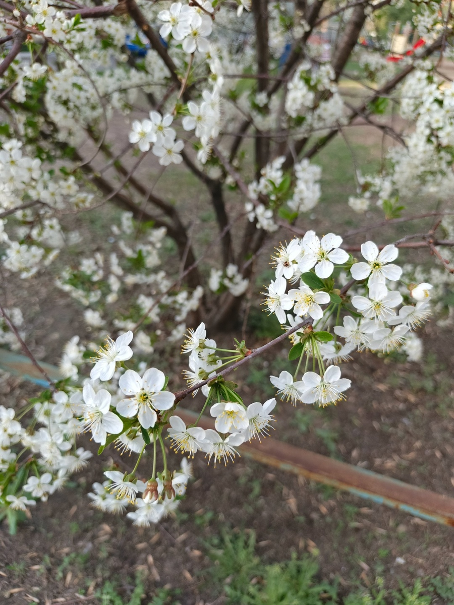 те самые вишни