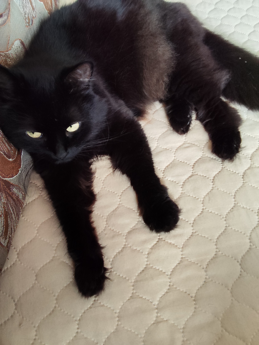 Вот думаю,  и какая черная кошка мне дорогу перешла? А потом осмотрела на Пущу и улыбнулась, так вот какая! Даже не перечесть сколько раз за день мой Пушок мне дорогу переходит)