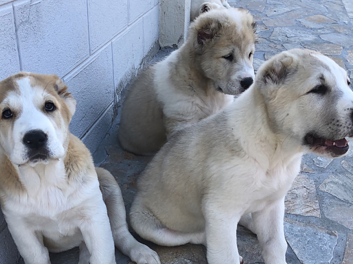 Фотография: Petarelite3219, CC BY-SA 4.0