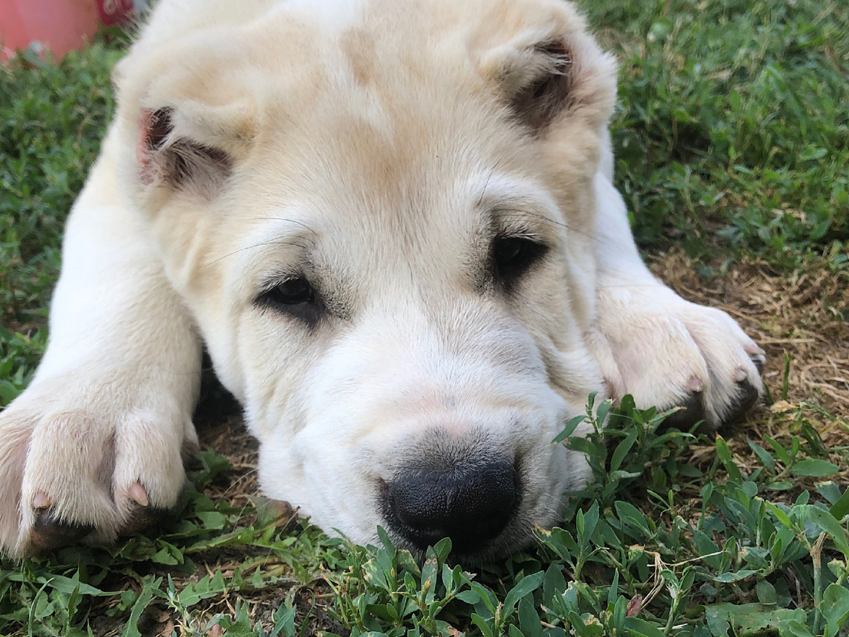 На то, чтобы объяснить «телёнку», что «его игрушкой» могут пользоваться другие, уйдёт масса времени. Petarelite3219, CC BY-SA 4.0
