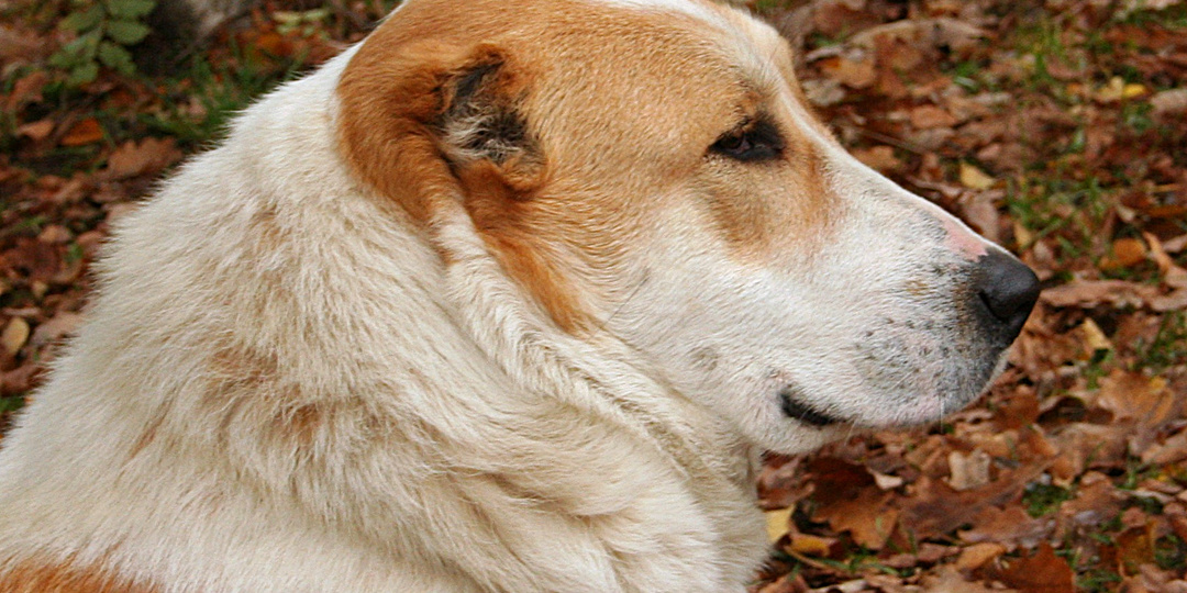 Не просто «овчарка»: правда об алабае, которую нужно знать до покупки щенка