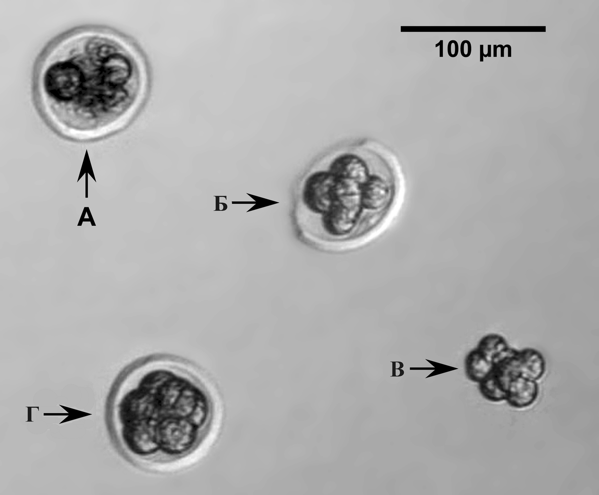 Преимплантационные эмбрионы мышей линии ICR. а – мертвый эмбрион; б – эмбрион с поврежденной прозрачной оболочкой; в – эмбрион, полностью лишенный прозрачной оболочки; г – эмбрион хорошего качества. Масштабная линейка = 100 мкм.
