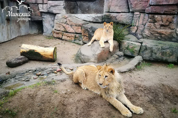 У НИХ ТОЖЕ СЛУЧАЮТСЯ ДРАМЫ.ИСТОРИЯ ОДНОЙ ЛЬВИНОЙ СЕМЬИ.