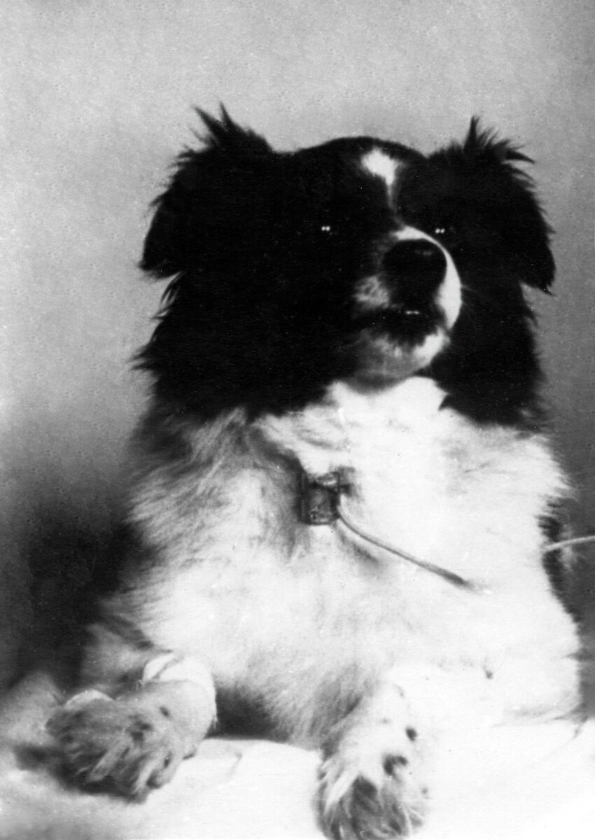 Собака Дамка первой на ракете преодолела высоту в 212 км.