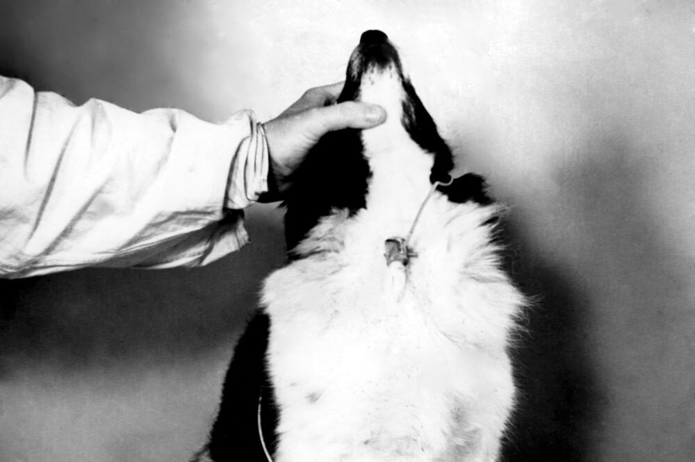 Собака Дамка после второго полёта с наложенной на сонную артерию капсулой с АД-манжеткой, выведенной в кожный лоскут.