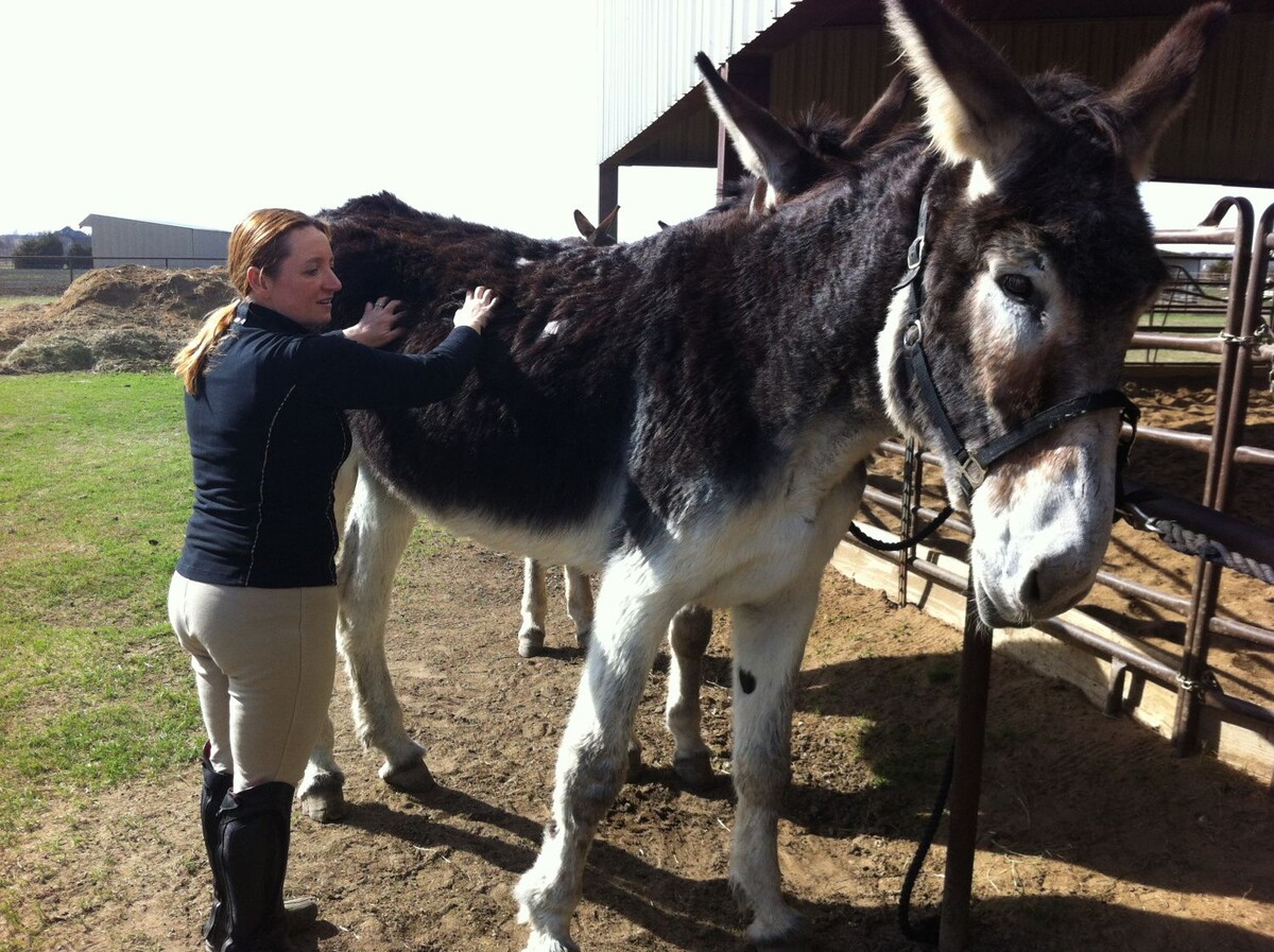 Американский мамонтовый осёл.