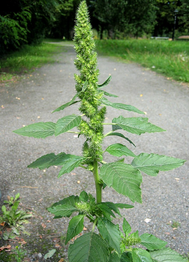 Подсвекольник, амарант запрокинутый, амарант колосистый, щирица запрокинутая, щирица обыкновенная