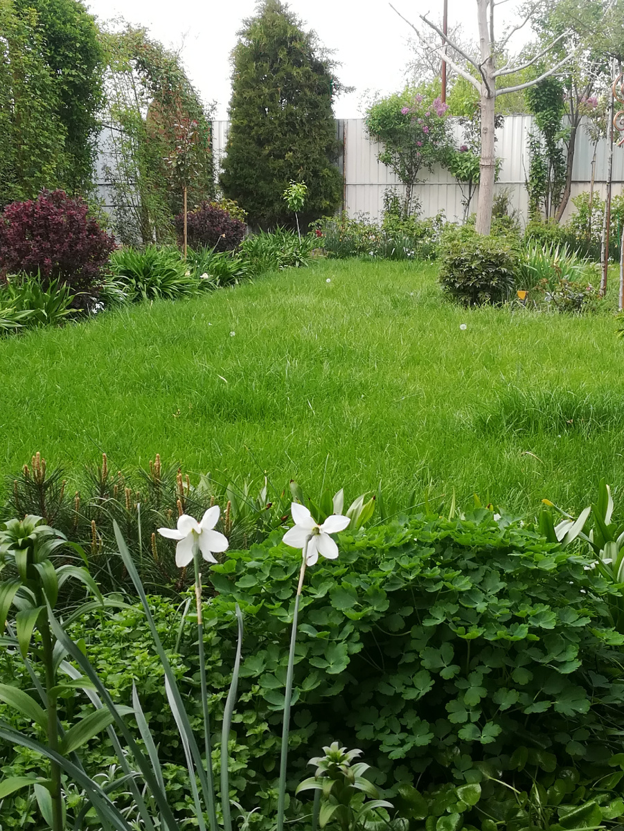 Вот так выглядит нестриженный газон хозяев-путешественников. 