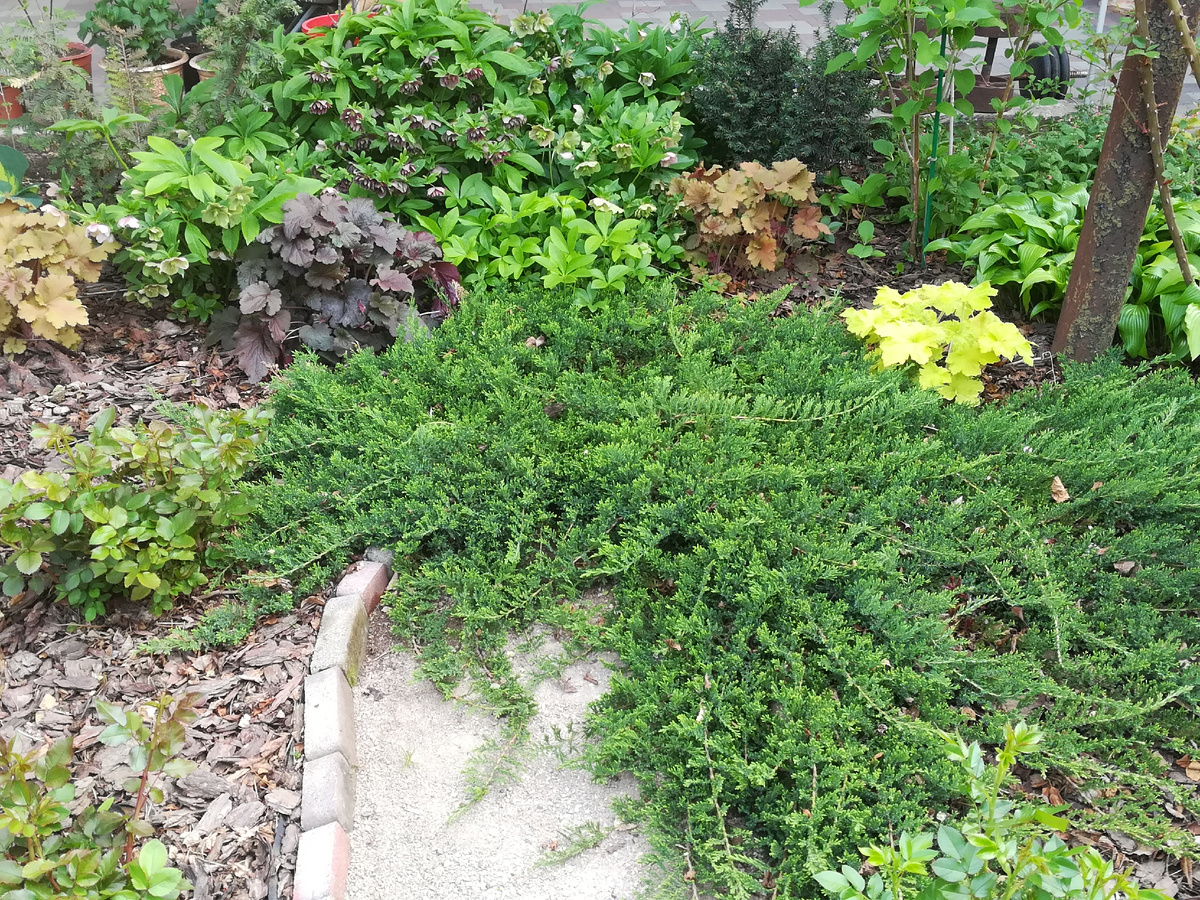 Мама даже листву из хвойных вычесала. Без всяких пылесосов. 