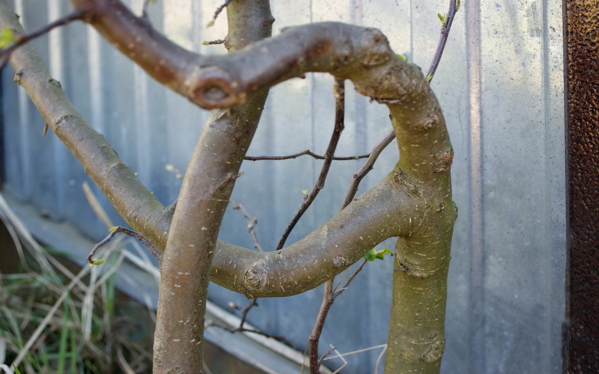 Растёт в два ствола, так криво, как только может. 