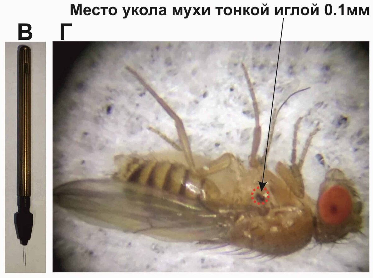    Фото: naked-science.ru Георгий