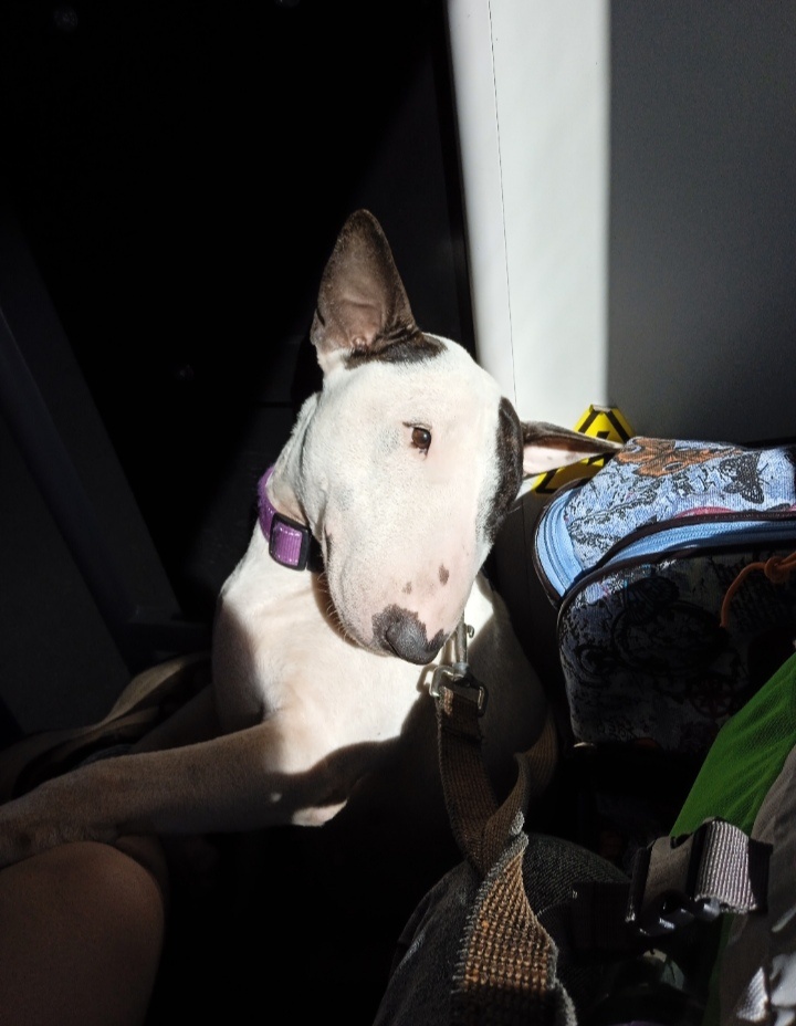 А мы тут плюшками балуемся... Товарищ контролёр, что же вы так быстро убежали, даже билеты не проверили 😅