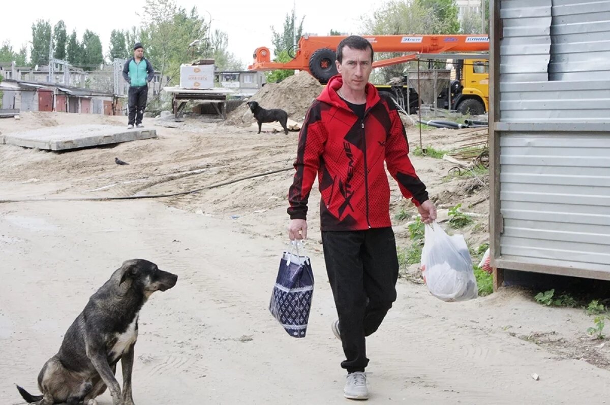    В Волгограде бездомный пес покусал малыша: СК начал проверку