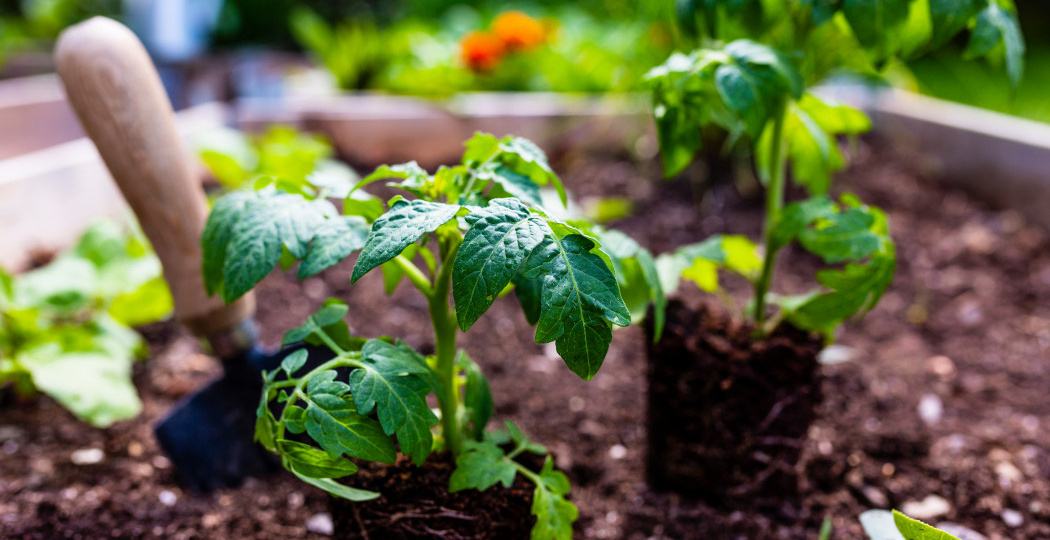 Секреты мощных томатов: почему глубокая посадка творит чудеса