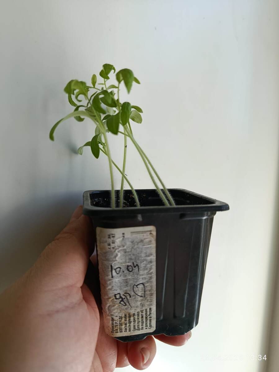 Дробленое сердце. Дата всходов 10 апреля