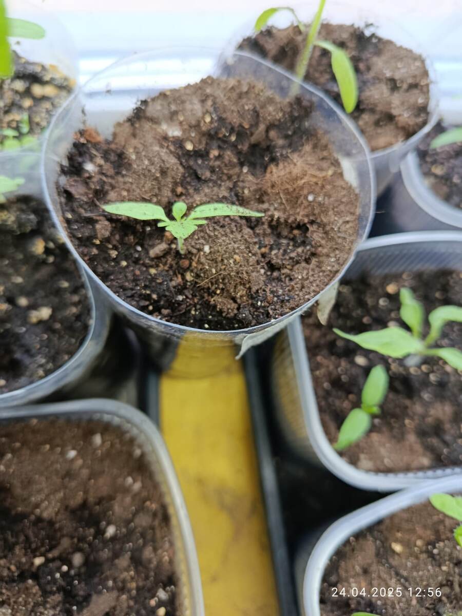 Только что распикировала. Лишние всходики.