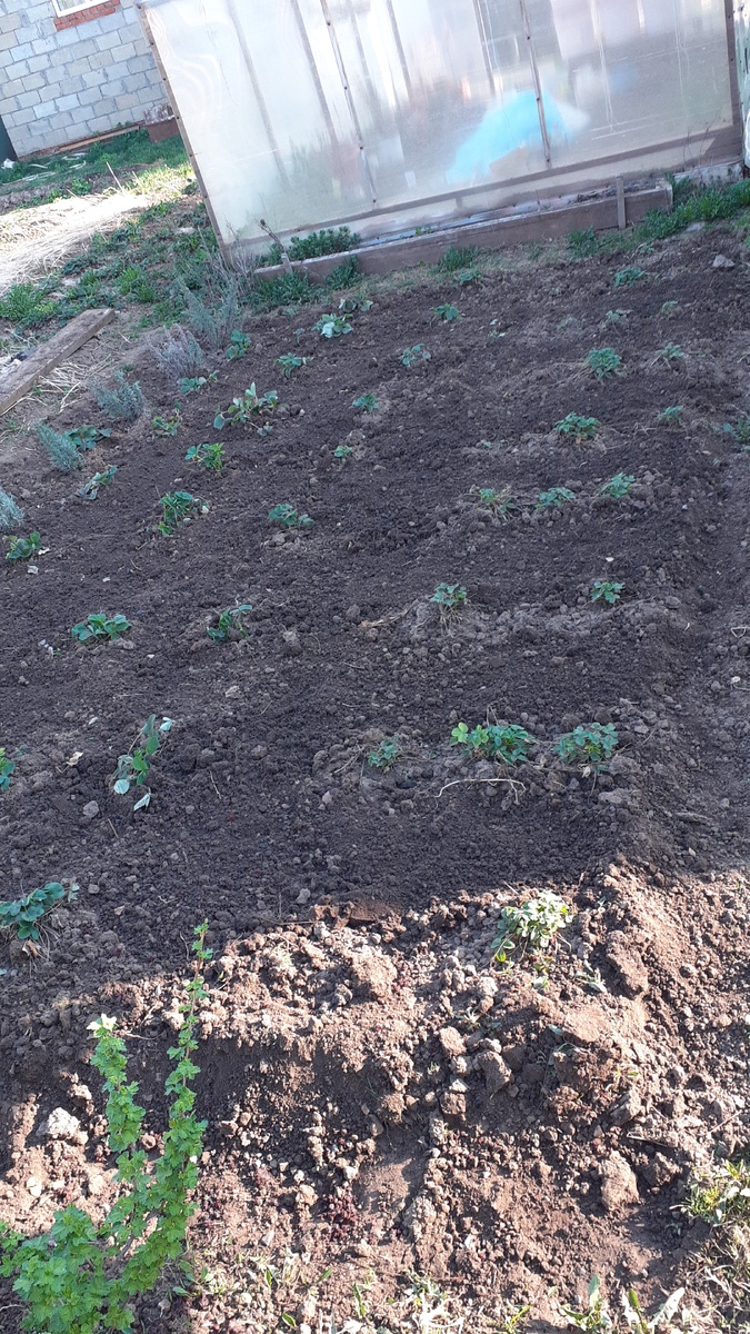 Ягодный полянка🍓