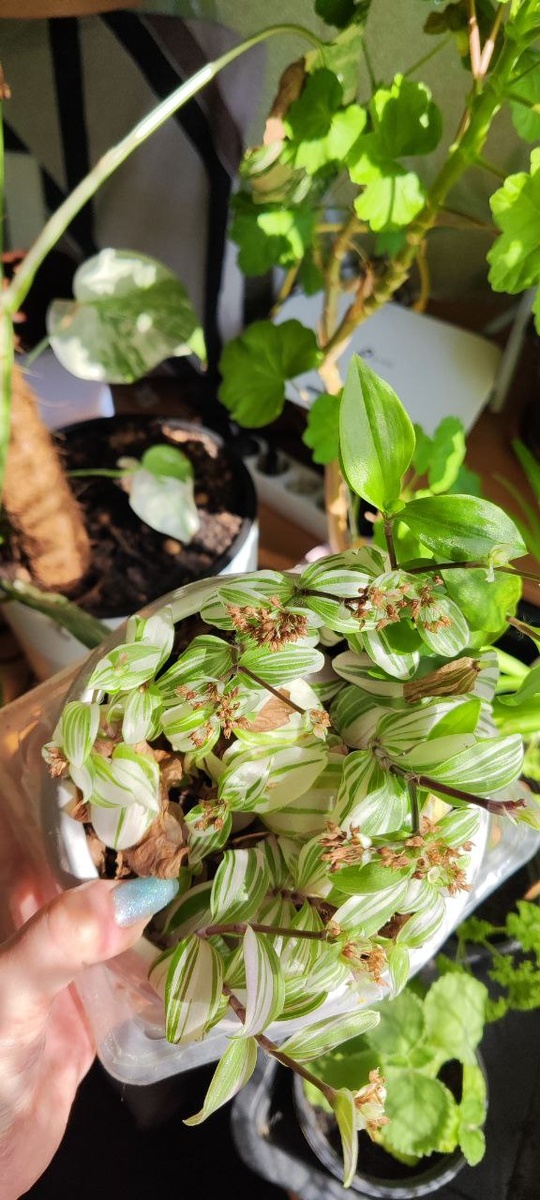 Традесканция альбифлора белая