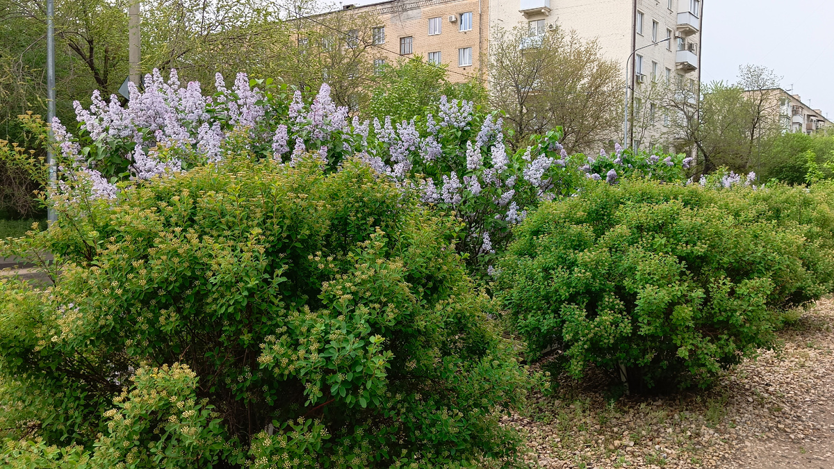 Это я стою на той самой дорожке и обернулась назад, чтобы сфотографировать эти красивые кустики. По правую руку от меня забор и несколько бело-синих "свечек" 