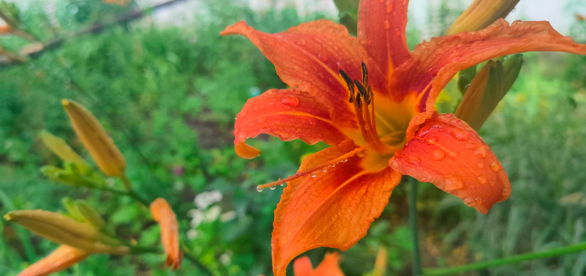 Ветер ли старое имя развеял,нет мне дороги в твой брошенный край, если увидеть пытаешься издали Не разглядишь меня, Друг мой, прощай.. Рабиндранат Тагор