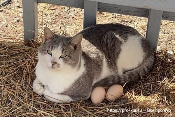 Почему слезятся глаза у кошки и что делать в первую очередь 😿