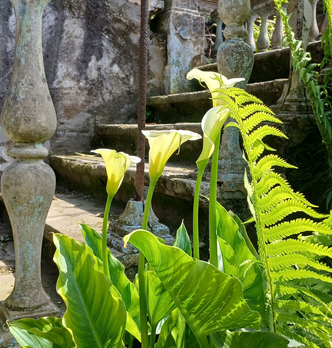 Цветы во дворе частного дома. Грузия 